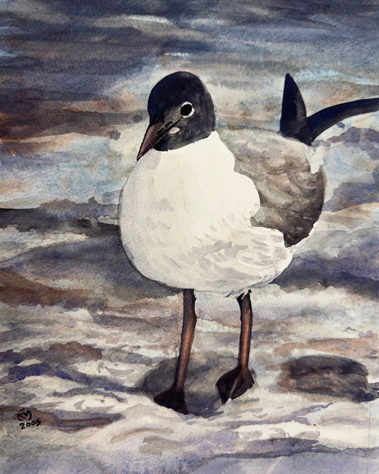 Black Headed Gull Original Watercolor Painting