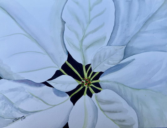 Watercolor painting of a Close-up of a white poinsettia flower with green stems on a black center