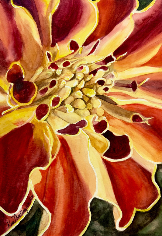 Close-up of a vibrant marigold flower with red and yellow petals.