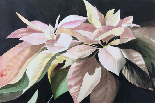Watercolor painting of a dramatic pink poinsettia blossom.