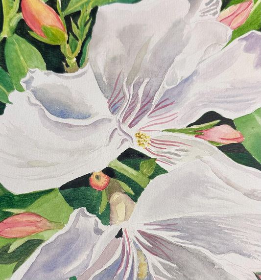 Close-up watercolor painting of a white oleander flowers with green leaves and pink buds