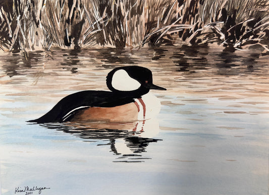 Print of a Hooded Merganser