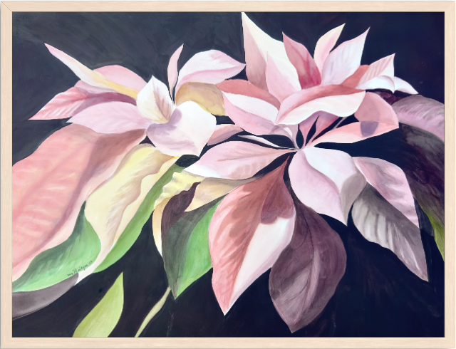 Print of Pink Poinsettia Watercolor Painting
