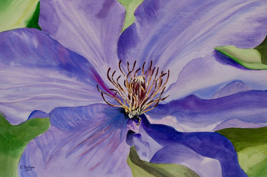 Purple Clematis Original Watercolor Painting