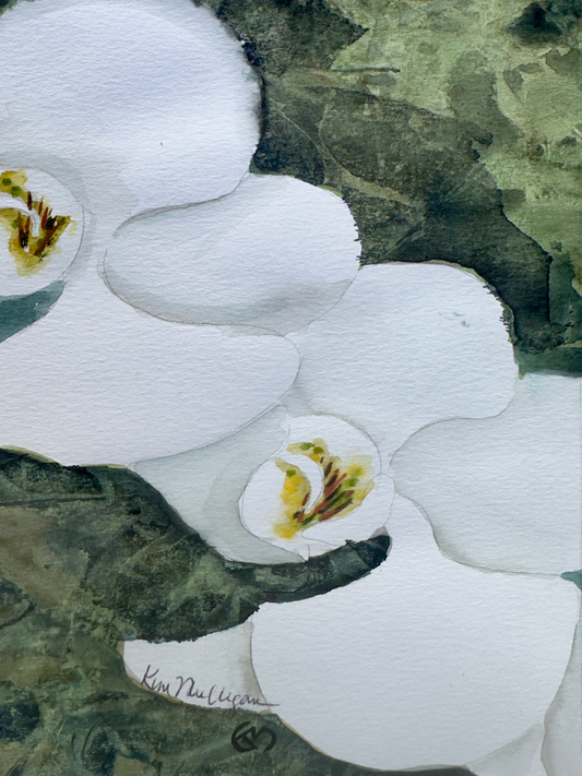 Print of Twin White Orchids Watercolor Painting