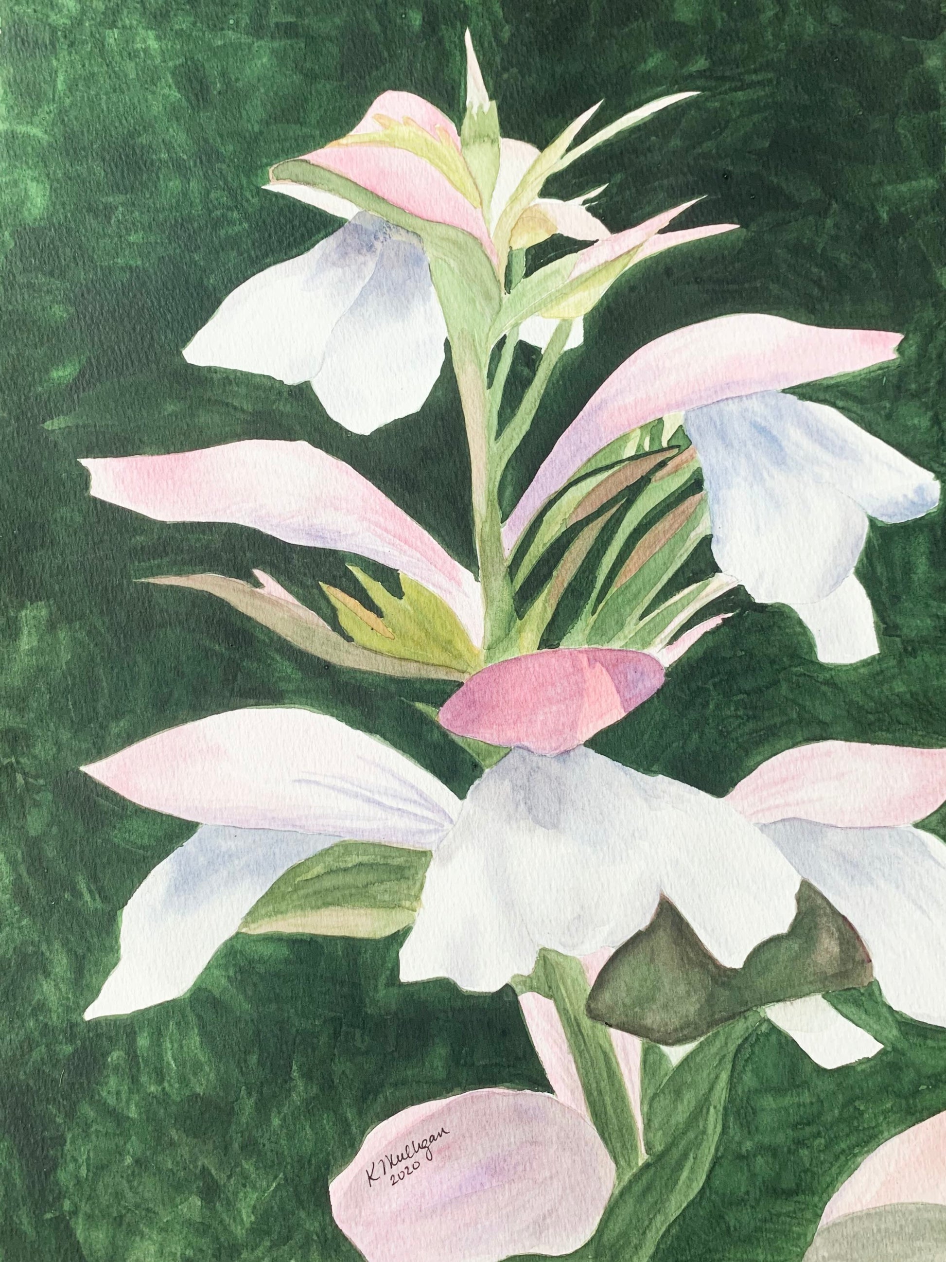 Watercolor painting of white and pink flowers with green leaves on a dark green background