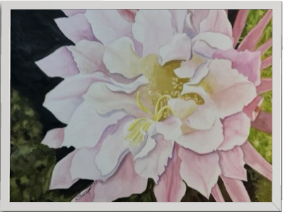 Print of Pink Cactus Flower Watercolor Painting