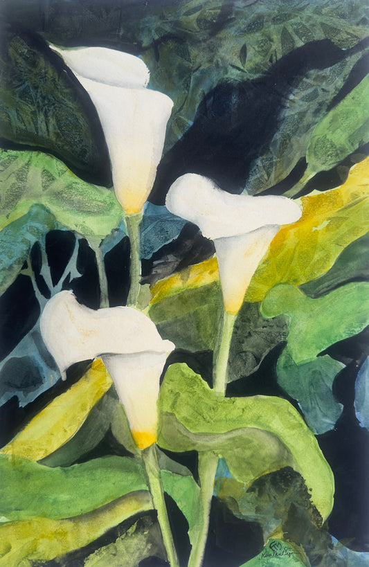 Watercolor painting of white calla lily  flowers with green leaves on a dark background