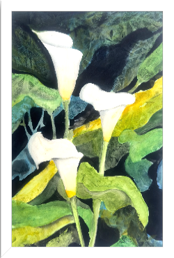 Print of Three Cala Lilies Watercolor Painting