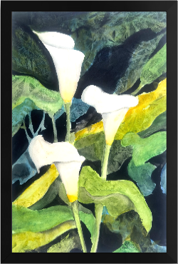 Print of Three Cala Lilies Watercolor Painting