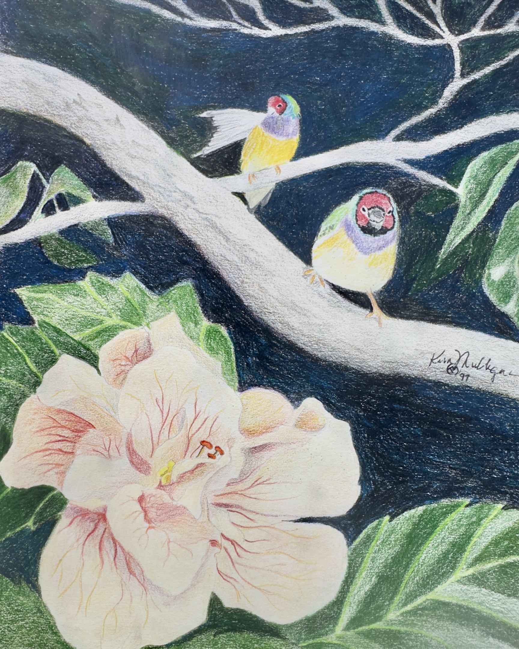 Colored pencil rendering of two birds on a branch with a large hibiscus flower in the foreground.