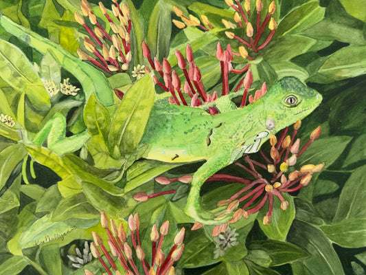 Watercolor painting of an iguana on a blooming ixora bush.