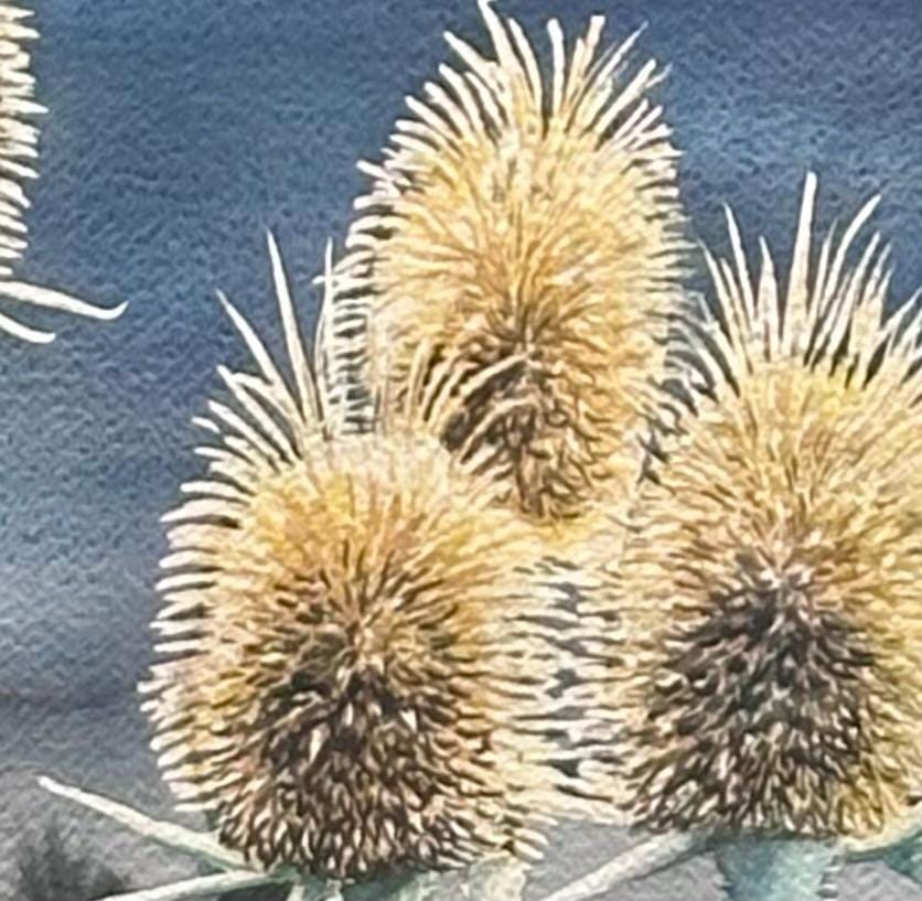 Print of Wild Teasel