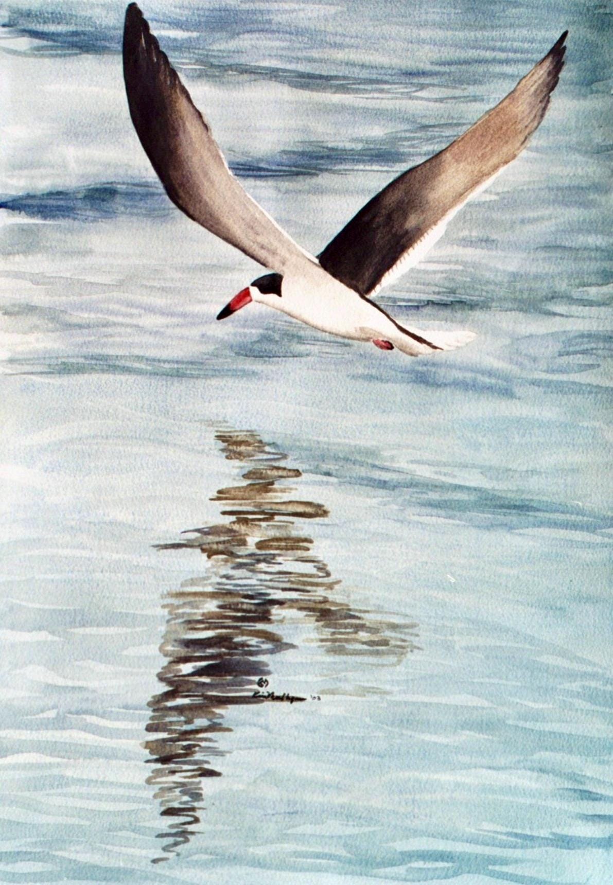 Painting of a Skimmer Bird flying over water with reflection