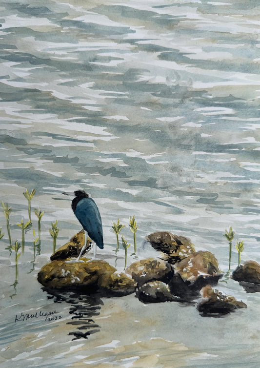 Print of Little Blue Heron on Rocks