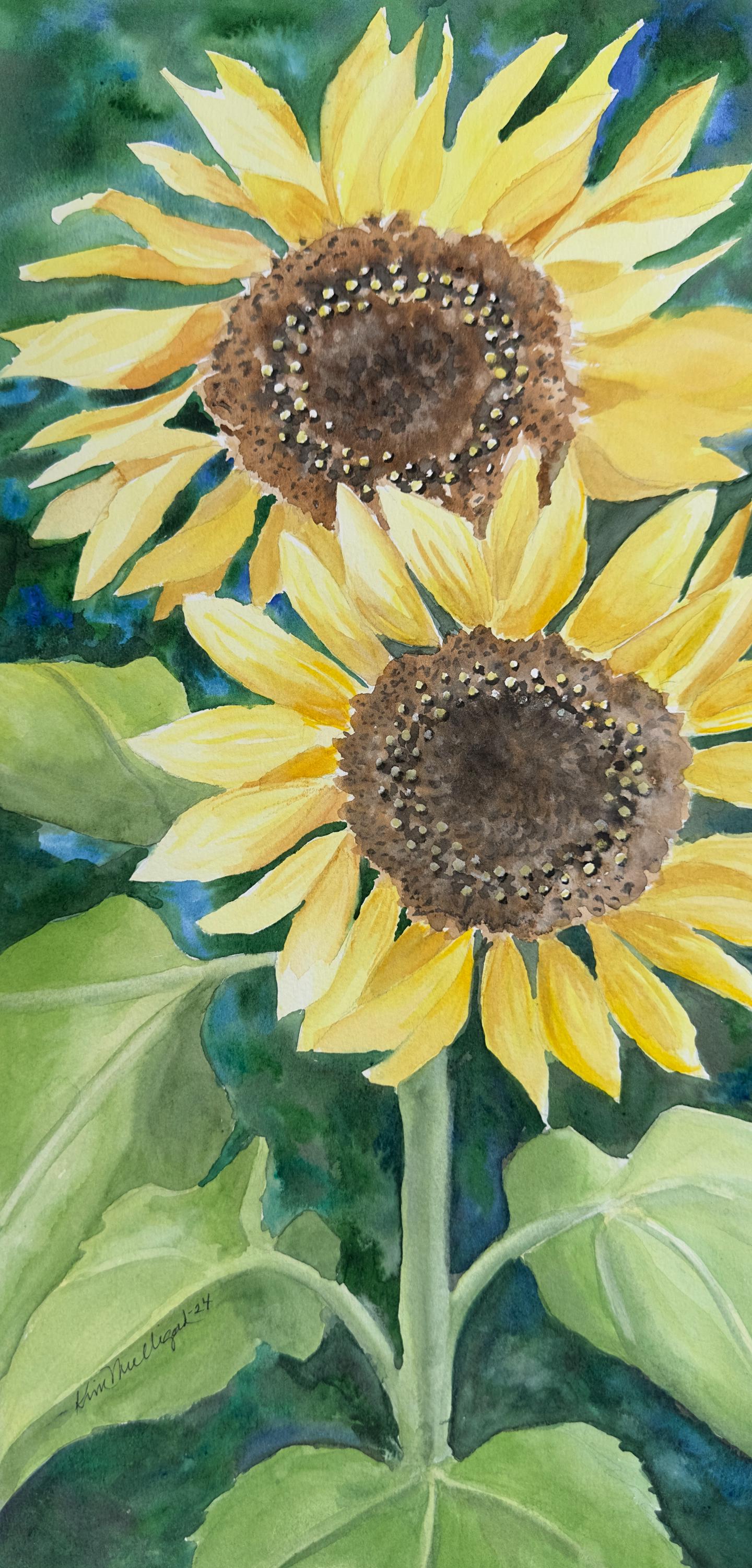 Watercolor art of two sunflowers with green leaves on a blue background