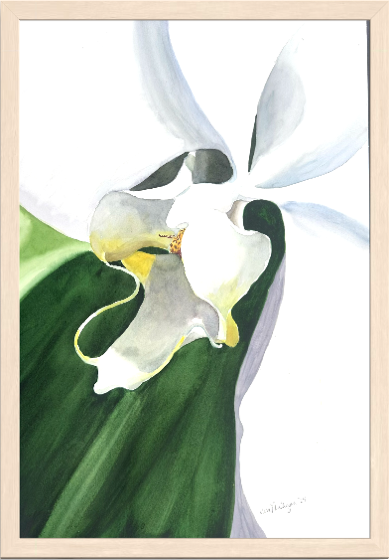 Print of White Orchid Watercolor Painting