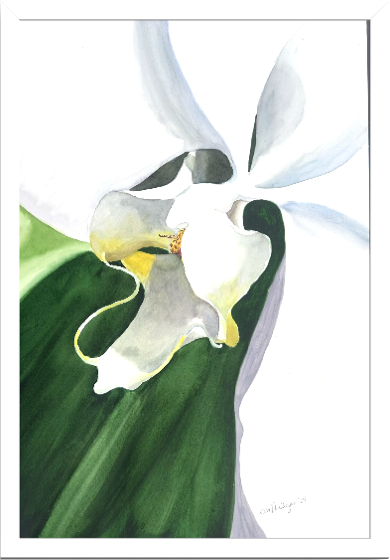 Print of White Orchid Watercolor Painting