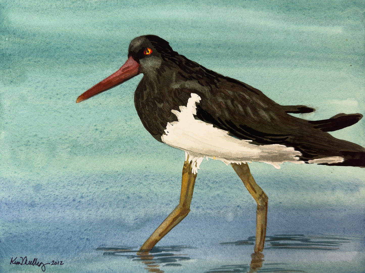 Print of Oyster Catcher Wading Watercolor Painting