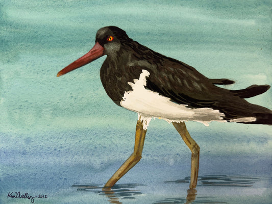 Print of Oyster Catcher Wading Watercolor Painting