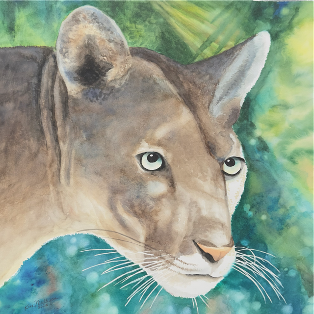 Print of Florida Panther Portrait