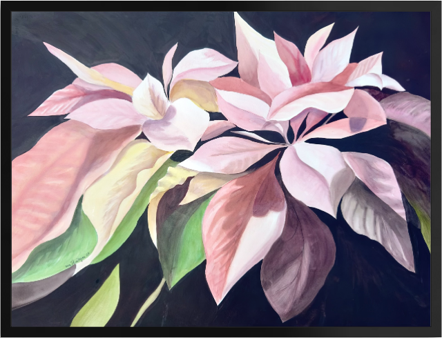 Print of Pink Poinsettia Watercolor Painting