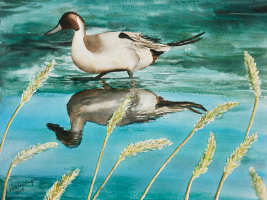 Print of Pintail Duck with Reeds