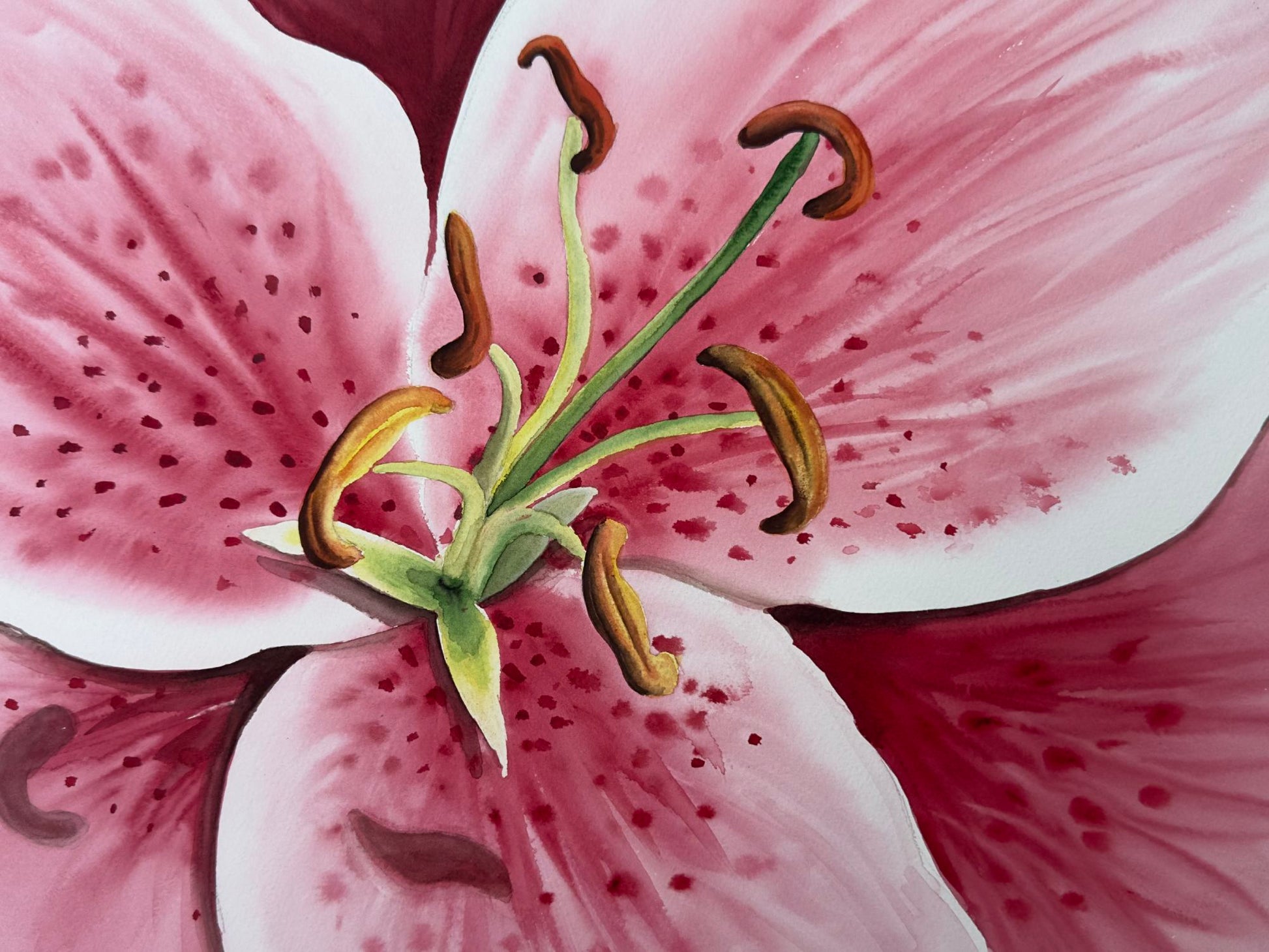 Close-up of a pink tiger lily flower with stamens and pistil