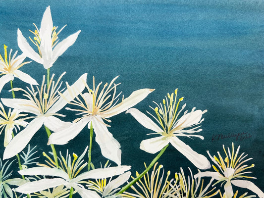 White Clematis Flowers Original Watercolor Painting